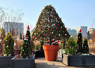 한겨울 '꽃밭' 크리스마스…서울식물원 '겨울정원' 전시