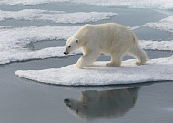 미국 알래스카서 북극곰 공격…주민 2명 물려 사망