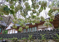 “초록벚꽃을 아시나요?” 무궁무진 벚꽃 세계…‘벚꽃 경제’도 활짝 [이슈크래커]