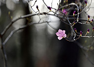 [포토 에세이] 숲속 진달래꽃