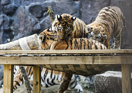 갓 돌 지난 서울대공원 시베리아 호랑이, 전염병 폐사