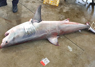 속초 앞바다서 백상아리·악상어 잇단 출몰…“물놀이객 안전 주의”