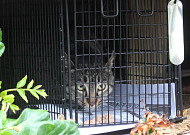 7년 만에 고양이 조류인플루엔자 확인…추가 확산에 인간 감염 불안감 커져