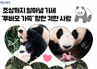 조상까지 알아낼 기세…‘푸바오 가족’ 향한 격한 사랑 [요즘, 이거]