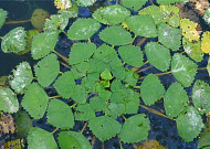 담수식물 '마름'에서 어류 출혈성 패혈증 바이러스 감염 억제 효능 발견