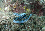 필리핀서 사는 바다뱀, 다도해해상국립공원서 첫 발견…"대마난류 영향 커"