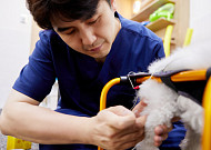 강아지 신경외과 질환 수술 후 관리…한방재활치료도 고려 [올어바웃 댕냥이]