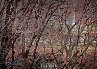 양평 이항로 생가와 용문사의 천 년을 산 은행나무