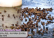 ‘록스타 오리’가 중랑천에 떴다?…“200여 마리 집단 발견”