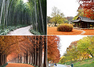 동양에서 가장 큰 은행나무가 있는 곳?…지역에 숨어 있는 '로컬100' 어디?