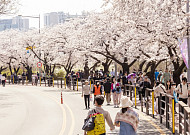 “꽃바람 솔솔”…영등포구, 제18회 여의도 봄꽃축제 개최