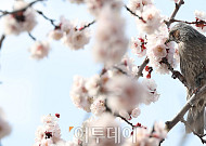 [한컷] 직박구리가 물어오는 주말 '봄축제' 소식