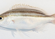 돌돔·참치 부럽지 않은 맛 '벤자리' 신규 양식품목 개발