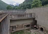 "푸바오 학대 없다, 근거 없는 소문" 중국 언론 보도