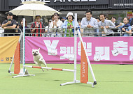 [포토] 양천구, 반려동물 문화 축제 ‘Y-펫밀리’ 성료