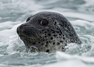 인천 대청·소청도에서도 점박이물범 서식 확인…"조사 범위 넓혀야"