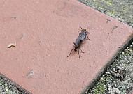 SNS 실트 오른 '러브버그', 언제 사라질까?