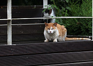 아무 데나 밥 주고 떠나면 안 된다…정부, 길고양이 돌봄 기준 손질