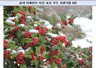 호랑가시나무 등 자생식물 15종, 실내공기질 개선효과 '우수'