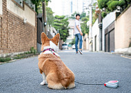 인플루언서와 강아지…구조와 유기 사이 [해시태그]