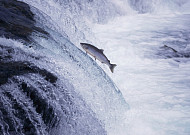 "흐르는 강물을 거꾸러 거슬러 오르는 연어들의"…연어, 얼마나 아시나요? [레저로그인]