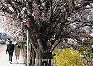 서울시와 함께하는 봄꽃길 여행