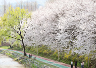오늘부터 여의도 벚꽃 축제…나들이 가기 전 '꿀팁' 알아볼까? [이슈크래커]