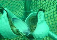 주꾸미 자원 회복 위해 서해에 산란시설물 32만5000개 설치