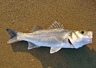 "농어를 고아 먹으면 굽은 등도 펴진다?" [레저로그인]