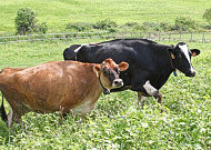 한우 씨수소 선발 5년서 1년으로…개량 속도 높인다