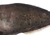 복어보다 세다?…'제주도 출몰' 날개쥐치 주의보