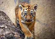 서울대공원 '새끼 호랑이' 탄생 100일..."이름 지어주세요"