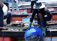 전남 양식어가, 고수온·적조에 '시름'...엎친 데 덮친 격