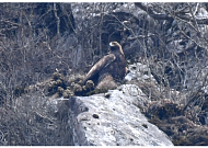 멸종위기 1종 검독수리 번식 둥지…77년만 제주서 확인