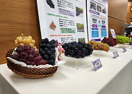 국산 포도·감귤·감, 새 수출길 열린다…1분기 농산물 검역협상 성과 본격화