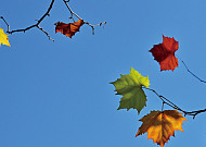 [포토 에세이] 원색의 가을