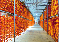 곶감 말고도 할 이야기가 많아, 상주의 가을