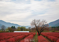 블루베리 농부의 월동 준비