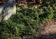 마야사에선 정원을 경전으로 읽고 돌아가라 그 전과 후가 다를지니…