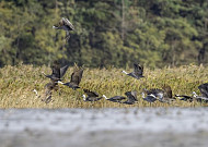 순천만은 지금, 흑두루미 천국...멸종위기 황새도 날갯짓