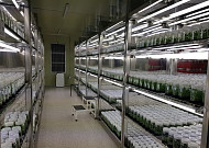 농진원 ‘조직배양 무병묘’ 성과…신품종 보급 1년 빨라졌다