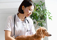 日, 애완동물 ‘노노케어’ 위한 서비스 속속 등장