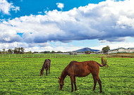 언제나 자연이 숨 쉬는 섬, 제주