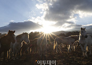 떠오르는 병오년 태양, '제주마처럼 힘차게 나아가는 새해 되길' [포토]