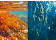 2028년부터 해조류 ‘탄소흡수원’으로 인정…국가 통계 반영 추진