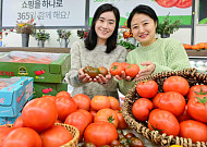 농협유통, 겨울철 면역력 강화 식품으로 ‘토마토’ 추천