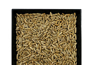 봄 파종 막차 열린다…식용·사료용 맥류 10개 품종 종자 접수