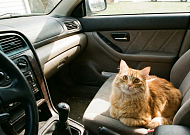 “고양이를 부탁해” 고령자 안전운전 위한 토요타의 실험