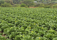봄 배추, 꽃이 먼저면 끝…농진청이 짚은 예방 체크포인트