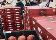 ‘금사과’ 막아라…정부, 올해 생산량 10% 확대 추진